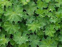 Blätteransammlung mit Regentropfen